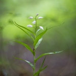 Céphalanthère à longues feuilles - Cephalanthera longifolia