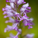 Orchis militaire - Orchis militaris