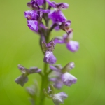 Orchis bouffon - Anacamptis morio