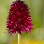 Orchis vanille ; Dark vanilla orchid