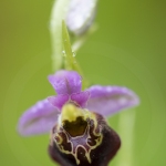 Ophrys bourdon - Ophrys fuciflora