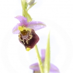 Ophrys bourdon