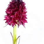 Orchis vanille (Nigritelle vanille) - Gymnadenia rhellicani)