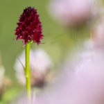 Orchis vanille (Nigritelle vanille) - Gymnadenia rhellicani)