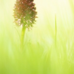 NIrgritelle du Mont Cenis - Gymnadenia cenisia