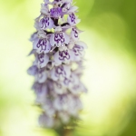 Orchis de Fuchs (Dactylorhize) - Dactylorhiza fuchsii