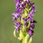 Orchis rouge sang  (Dactylorhize) - Dactylorhiza incarnata subsp. cruenta