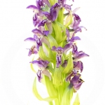 Orchis rouge sang  (Dactylorhize) - Dactylorhiza incarnata subsp. cruenta