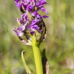 Orchis rouge sang  (Dactylorhize) - Dactylorhiza incarnata subsp. cruenta