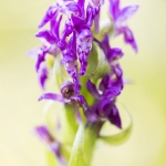 Orchis rouge sang  (Dactylorhize) - Dactylorhiza incarnata subsp. cruenta