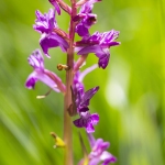 Orchis de Traunsteiner (Dactylorhize) - Dactylorhiza traunsteineri (Dactylorhiza lapponica)