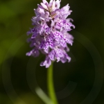 Orchis de Fuchs (Dactylorhize) - Dactylorhiza fuchsii