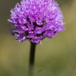 Orchis globuleux