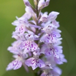 Orchis de Fuchs (Dactylorhize) - Dactylorhiza fuchsii