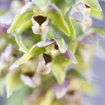 Epipactis de Muller - Epipactis muelleri