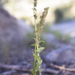 Epipactis de Muller - Epipactis muelleri