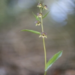 Epipactis à feuilles écartées - Epipactis distans (Epipactis helleborine)