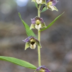 Epipactis à feuilles écartées - Epipactis distans (Epipactis helleborine)