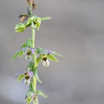 Epipactis à feuilles écartées - Epipactis distans (Epipactis helleborine)