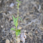 Epipactis à feuilles écartées - Epipactis distans (Epipactis helleborine)