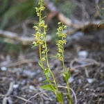 Epipactis de Muller - Epipactis muelleri