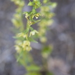 Epipactis de Muller - Epipactis muelleri