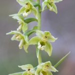 Epipactis de Muller - Epipactis muelleri