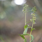 Epipactis à feuilles écartées - Epipactis distans (Epipactis helleborine)