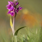 Petit Orchis de mai