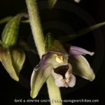 Epipactis à feuilles écartées - Epipactis distans (Epipactis helleborine)