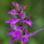 Orchis des Alpes (Dactylorhize) - Dactylorhiza alpestris (Dactylorhiza majalis subsp. alpestris)