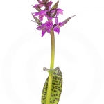 Orchis des Alpes ; Alpine orchid