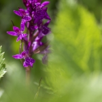 Orchis des Alpes (Dactylorhize) - Dactylorhiza alpestris (Dactylorhiza majalis subsp. alpestris)