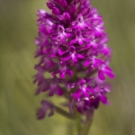 Orchis pyramidal