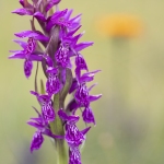 Orchis de Traunsteiner (Dactylorhize) - Dactylorhiza traunsteineri (Dactylorhiza lapponica)