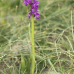 Orchis de Traunsteiner (Dactylorhize) - Dactylorhiza traunsteineri (Dactylorhiza lapponica)