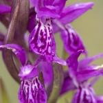 Orchis de Traunsteiner (Dactylorhize) - Dactylorhiza traunsteineri (Dactylorhiza lapponica)