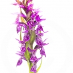 Orchis de Traunsteiner (Dactylorhize) - Dactylorhiza traunsteineri (Dactylorhiza lapponica)