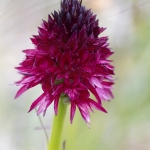 Orchis vanille (Nigritelle vanille) - Gymnadenia rhellicani)