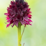 Orchis vanille (Nigritelle vanille) - Gymnadenia rhellicani)