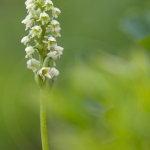 Orchis miel ; Small white orchid