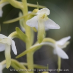 Platanthère à deux feuilles - Platanthera bibolia