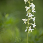 Platanthère à deux feuilles - Platanthera bibolia