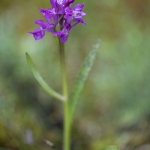 Orchis de Laponie (Dactylorhize) - Dactylorhiza lapponica