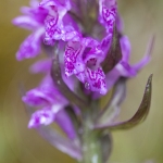 Orchis de Laponie (Dactylorhize) - Dactylorhiza lapponica