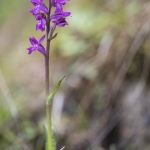 Orchis de Laponie (Dactylorhize) - Dactylorhiza lapponica