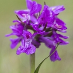 Orchis de Laponie (Dactylorhize) - Dactylorhiza lapponica