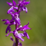 Orchis mâle