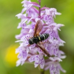 Orchis de Fuchs (Dactylorhize) - Dactylorhiza fuchsii