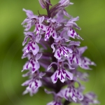 Orchis de Fuchs (Dactylorhize) - Dactylorhiza fuchsii